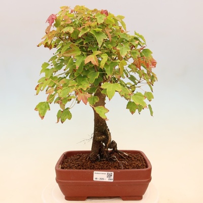 e-bonsai Venkovní bonsai - Javor Burgerův - Acer Burgerianum