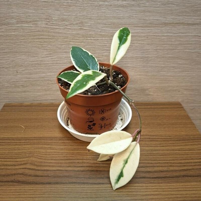 Hoya Carnosa Pink Flamingo "S" č1