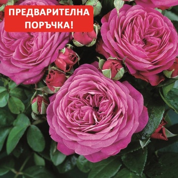 Image 1 of Tantau® Роза Heidi Klum® - Tantau®