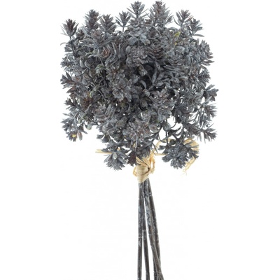 Eonium (Aeonium) svazek x5 hnědý V31 cm