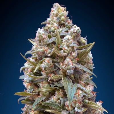 00 Seeds Bank Kush semienka neobsahujú THC 100 ks