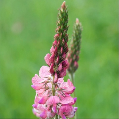 Vičenec ligrus - Onobrychis viciifolia - semena vičence - 50 ks