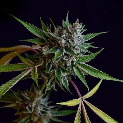 Green Bodhi Sour Affie regular semienka neobsahujú THC 11 ks