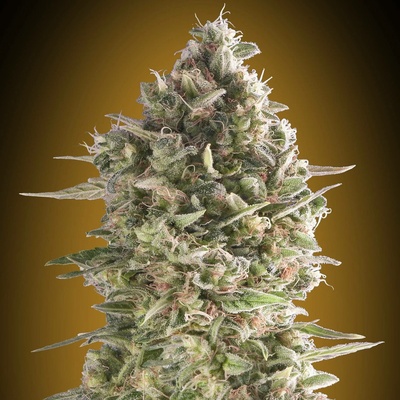 00 Seeds Bank Do-Si-Two Cookies semena neobsahují THC 5 ks