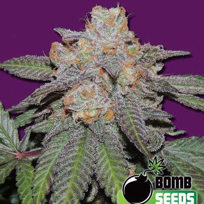 Bomb Seeds Cherry Bomb Auto Senena neobsahují THC 10 ks