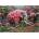 Educa - Puzzle Floral Elephant - 500 piese
