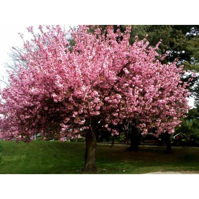 Okrasná čerešňa Royal Burgundy 100-150 cm, kvetináč 15 l