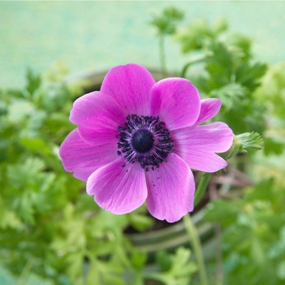 Sasanka Sylphide - Anemone Sylphide - hľuzy sasaniek - 3 ks