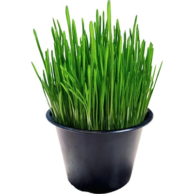 Израснала трева за котки в саксия