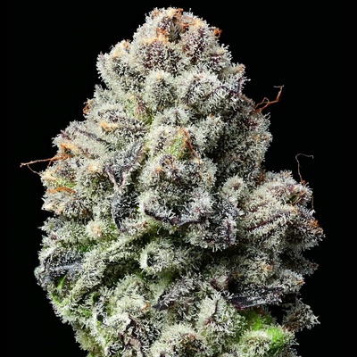 Barney´s Farm Lemon Cherry Gelato semena neobsahují THC 3 ks
