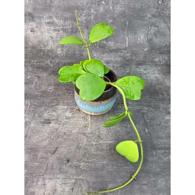 Hoya Kerrii zelená 12 cm (Raritní rostlina)