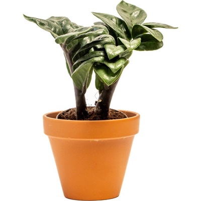 Gardners Zamioculcas zamiifolia Zenzi, průměr 9 cm Kulkas, zamiokulkáda
