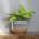 Epipremnum Pothos neon