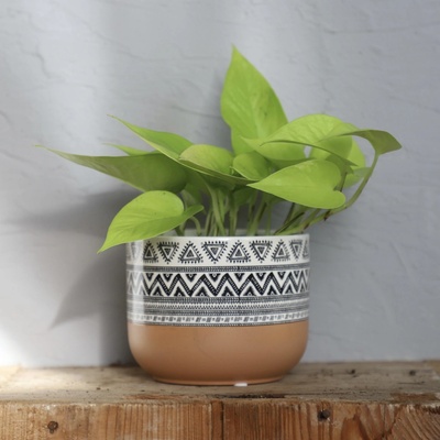 Epipremnum Pothos neon