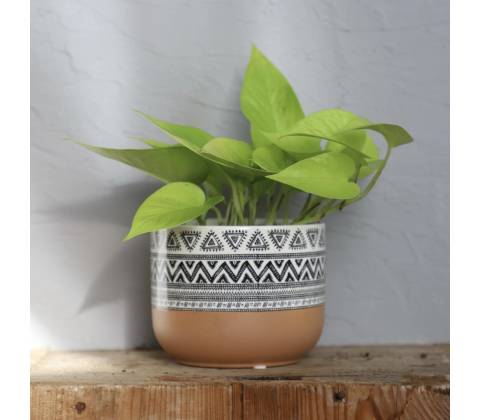 Epipremnum Pothos neon