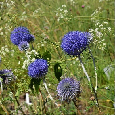 Bělotrn modrý - Echinops ritro - semena - 6 ks