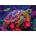 Alipson Puzzle - Puzzle Rainbow Turtle - 500 piese