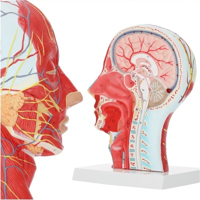 4FIZJO Anatomický model priečneho rezu ľudskej hlavy v mierke 1:1