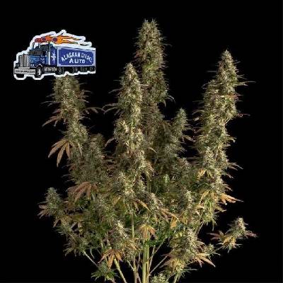 Seedsman Alaskan Diesel Auto semena neobsahují THC3 ks