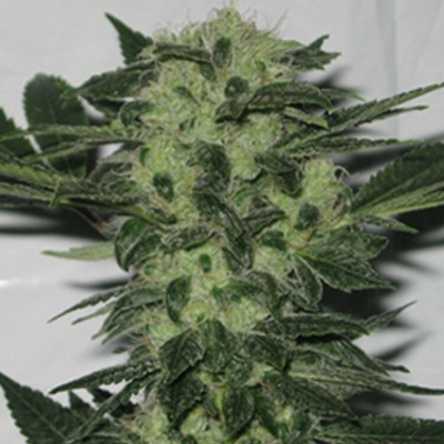 The Cali Connection Original Sour Diesel semienka neobsahujú THC 6 ks