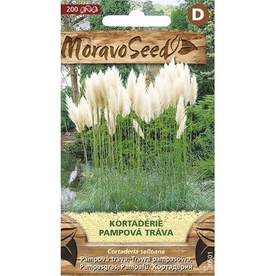 Kortadéria pampová tráva MoravoSeed