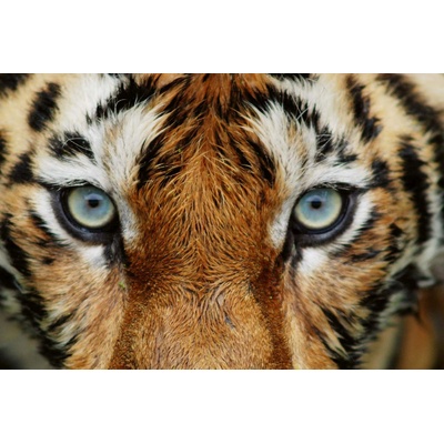 DIMEX ART Флизелинов фототапет поглед на тигър 375 x 250 см