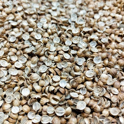 Microgreens Koriander na mikrozeleninu, 100 g