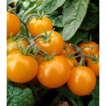 Paradajka kríčková balkónová Aztek - Solanum lycopersicum - Semená rajčiaka - 20 ks