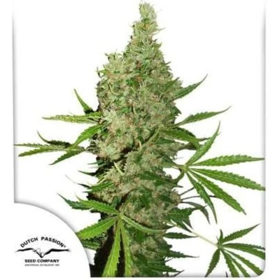 Dutch Passion White Widow x The Ultimate regular semena neobsahují THC 10 ks