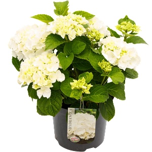  Хортензия Macrophylla White