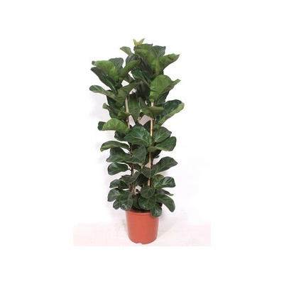 Ficus lyrata bambino 3pp 27x140 cm
