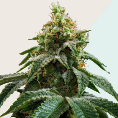 Kera Seeds Medical Cheese CBD semena neobsahují THC 5 ks