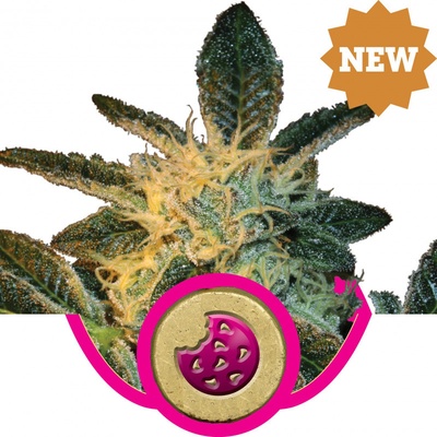 Royal Queen Seeds Royal Cookies semienka neobsahujú THC 10 ks