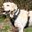 Trixie postroj Flash Soft