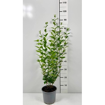 Ligustrum ovalifolium Prodejní velikost: 040/060, Velikost hrnku: 2 l