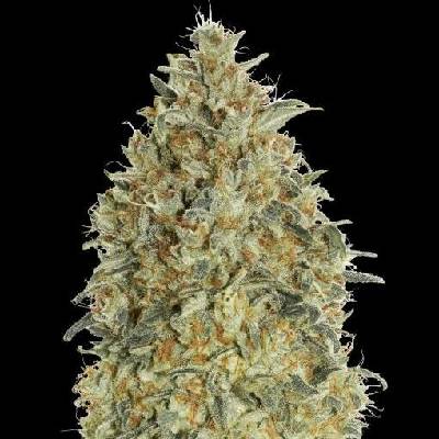 Advanced Seeds AUTO Gorilla Blue semena neobsahují THC 5 ks