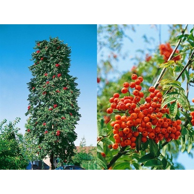 Jarabina vtáčia Fastigiata, výška 60-90 cm, kvetináč 2 l
