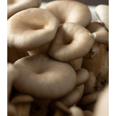 Hlíva ústřičná - Pleurotus ostreatus - sadba - 250 ml