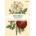 Artisan John Derian Paper Goods: Everything Roses Notebooks | John Derian
