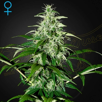 Green House Seed Kalashnikova Auto semienka neobsahujú THC 10 ks