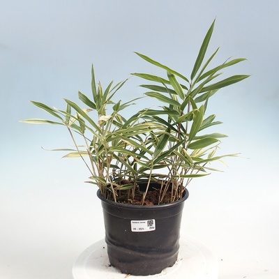 e-bonsai Venkovní bonsai - Sasaella masamuneana Albostriata - Bambus panašovaný