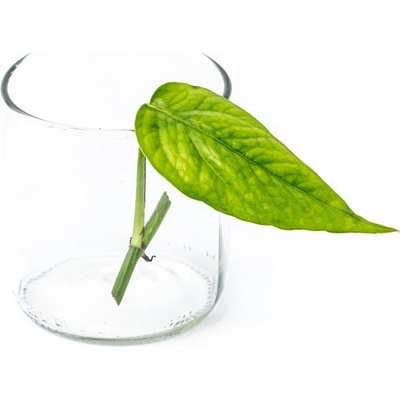 Gardners Epipremnum pinnatum Blue form - řízek k zakořenění Šplhavník, Šplhavnice