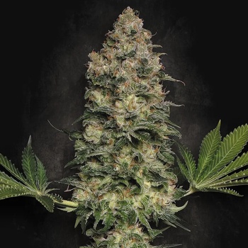 Paradise Seeds Jacky White semena neobsahují THC 10 ks