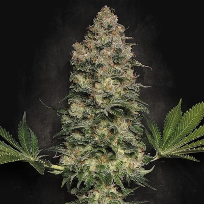 Paradise Seeds Jacky White semena neobsahují THC 10 ks