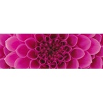 DIMEX ART Фототапет за кухня - розова георгина 180 x 60 см