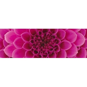 DIMEX ART Фототапет за кухня - розова георгина 180 x 60 см