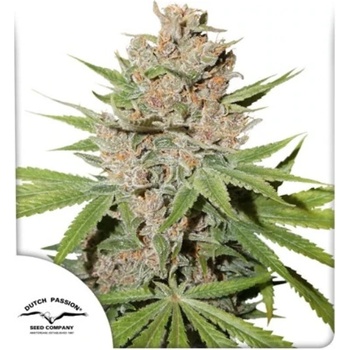 Dutch Passion Passion Fruit semena neobsahují THC 5 ks