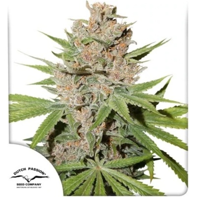 Dutch Passion Passion Fruit semena neobsahují THC 100 ks