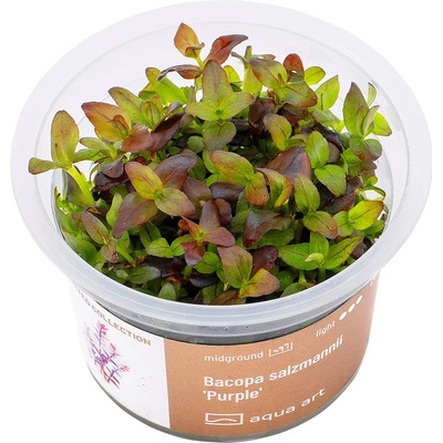 Bacopa salzmannii Purple