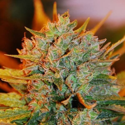 G13 Labs Seeds Gigabud semena neobsahují THC 5 ks